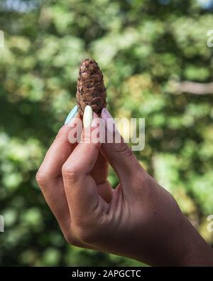 Colpo verticale di una mano che tiene un cono di pino con sfondo verde sfocato Foto Stock
