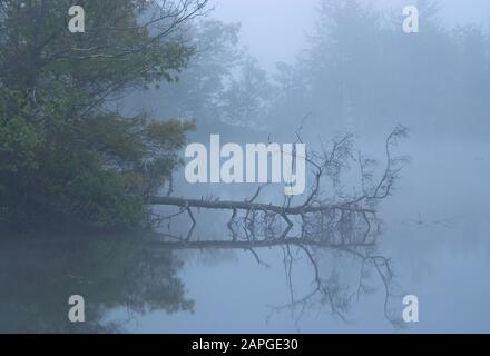 Lago con vegetazione che si riflette su di esso circondato da alberi coperti nella nebbia Foto Stock