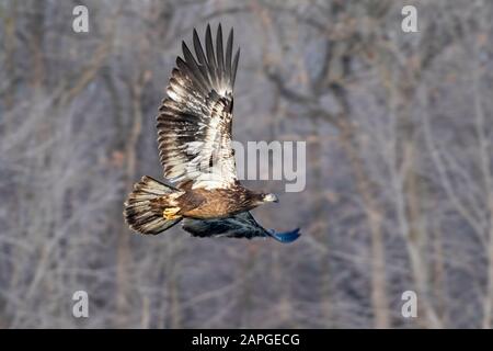 Aquila calva (Leucocephalus di Haliaeetus) giovane che vola attraverso la foresta di autunno, Saylorville, Iowa, Stati Uniti Foto Stock