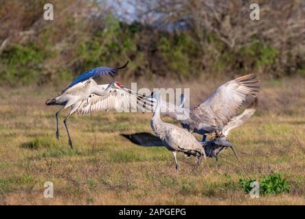 Gru di Sandhill (Antigone canadensis) che ballano, Galveston, texas, Stati Uniti. Foto Stock