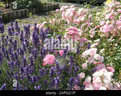 Rosa Le fiere, China Rose, giardino con varie rose a terra coperta e lavanda, ape-friendly, estate Foto Stock