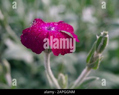 Primo piano di Silene coronaria 'Rosa campion', Caryophyllaceae fam. Aka mugnaio polveroso, mullein-rosa, William sanguinoso e fiore-lampada. Gocce d'acqua Foto Stock