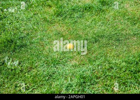 Tiro ad angolo alto di una sfera di golf gialla caduta sopra il terreno erboso nel campo da golf Foto Stock