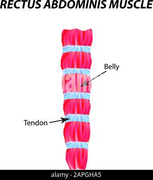 La struttura del muscolo scheletrico. Tendine. Infografiche. Illustrazione vettoriale su sfondo isolato. Illustrazione Vettoriale