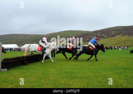 Evento Shetland Grand National che si tiene allo spettacolo Shetland Pony & Breeders 2019 a Lerwick Shetland Foto Stock