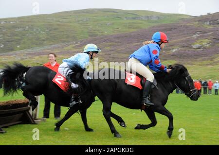 Evento Shetland Grand National che si tiene allo spettacolo Shetland Pony & Breeders 2019 a Lerwick Shetland Foto Stock