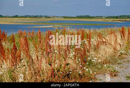 Stagno & erbe selvatiche alla Riserva Naturale Medmerry, un programma di protezione dalle inondazioni dell'Agenzia dell'ambiente a Sidlesham, Sussex occidentale, Inghilterra. Foto Stock