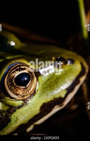 Primo piano di una rana verde-nera con una sfumatura sfondo Foto Stock