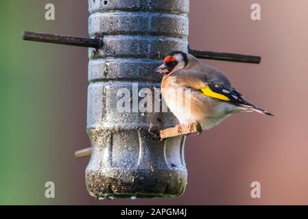 Un Goldfinch (Carduelis carduelis) che alimenta il seme niger in un giardino di Norfolk Foto Stock