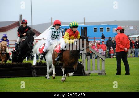 Evento Shetland Grand National che si tiene allo spettacolo Shetland Pony & Breeders 2019 a Lerwick Shetland Foto Stock