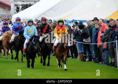 Evento Shetland Grand National che si tiene allo spettacolo Shetland Pony & Breeders 2019 a Lerwick Shetland Foto Stock