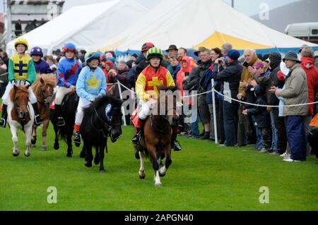 Evento Shetland Grand National che si tiene allo spettacolo Shetland Pony & Breeders 2019 a Lerwick Shetland Foto Stock