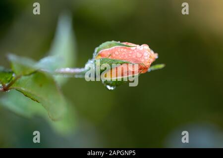 Un'unica rosa color pesca con gocce di rugiada in una fredda mattina autunnale al Kew Gardens, Londra, Regno Unito - un primo piano Foto Stock