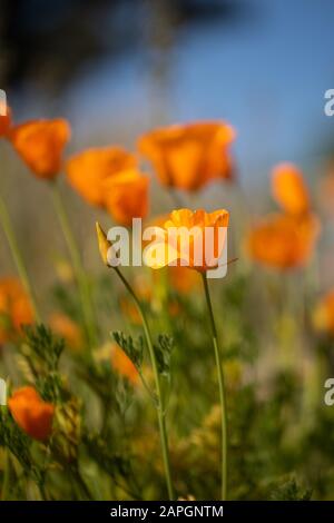 Diversi papaveri arancioni californiani alla luce solare primaverile presso Kew Gardens, Londra, Regno Unito - Eschschscholzia californnica Foto Stock