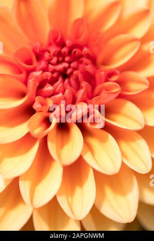 Un singolo fiore di dahlia arancione 'Avid Howard' al Kew Gardens, Londra, Regno Unito - un primo piano Foto Stock