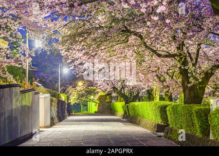 Shizuoka, città vecchia del Giappone strade intorno al Tempio Taiseki-ji nella stagione primaverile. Foto Stock