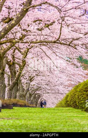 Fuji Reien Cemetery, Shizuoka, Giappone nella stagione primaverile. Foto Stock