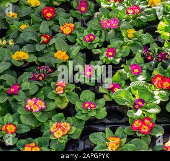 pentole in serra con piantine di primula fiorite, pronte per essere sepolte nel giardino Foto Stock