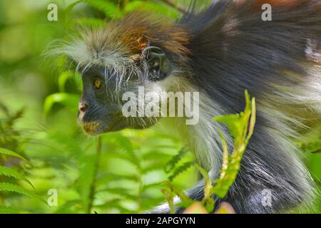 Una scimmia colobus rossa a rischio di estinzione di Zanzibar (Piliocobus kirkii), seduta su un albero nella foresta di Jozani, Zanzibar Foto Stock