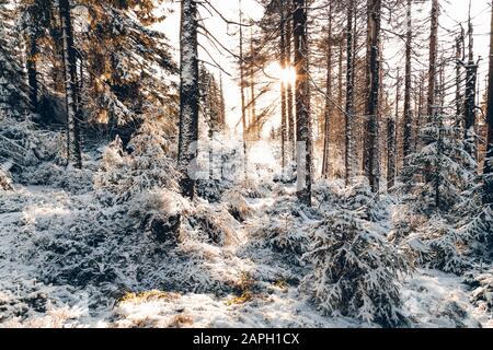 Alba nella foresta innevata di Harz con legno morto Foto Stock