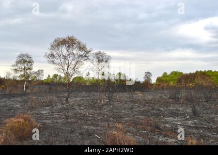 I resti bruciati e carbonizzati di alberi, cespugli e erbe in una brughiera o brughiera (vecchia foresta europea) dopo un fuoco selvaggio. Foto Stock