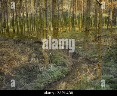 Isolamento Trench Data: Unundated luogo: Ginkel Parole Chiave: Piante superiori, danni, funghi Nome personale: Pineta Foto Stock