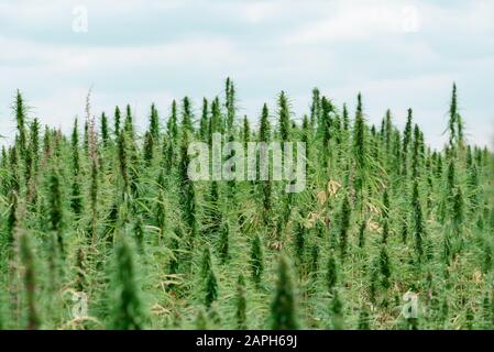 Coltivazione agricola industriale di canapa Foto Stock