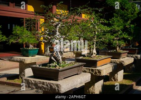 bonsai alberi in giardino cinese , bonsai albero vivaio - Foto Stock