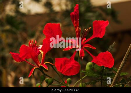 Fiori rossi luminosi e fogliame openwork di un albero ardente Delonix Regia. Bella trama esotica con fiori in Asia. Attrazioni turistiche naturali. Mari Foto Stock