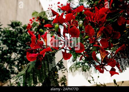 Fiori rossi luminosi e fogliame openwork di un albero ardente Delonix Regia. Bella trama esotica con fiori in Asia. Attrazioni turistiche naturali. Mari Foto Stock