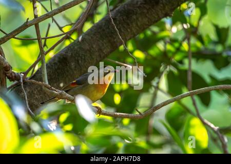 Leiothrix (Nome Formale: Leiothrix Lutea) In Tai Po Kau Nature Trail, Hong Kong. Foto Stock