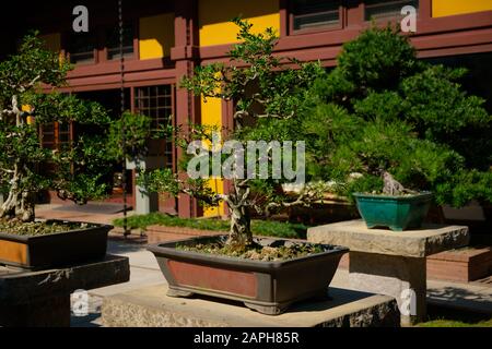 bonsai alberi in giardino cinese , bonsai albero vivaio - Foto Stock