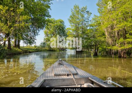 Vista dalla barca turistica attraverso le paludi del lago Martin, Louisiana, Stati Uniti Foto Stock
