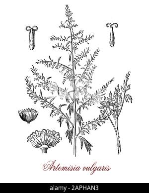 Artemisia vulgaris o comune malga invasiva con piccoli fiori utilizzati come erbe medicinalmente e culinarie: Aromi e amaro, per sollievo dal dolore, trattamento della febbre e come diuretico Foto Stock