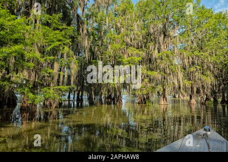 Vista da una barca turistica attraverso le paludi del lago Martin, Louisiana, Stati Uniti Foto Stock