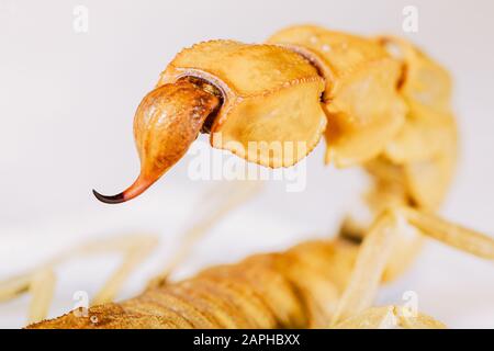 scorfione nel deserto Foto Stock