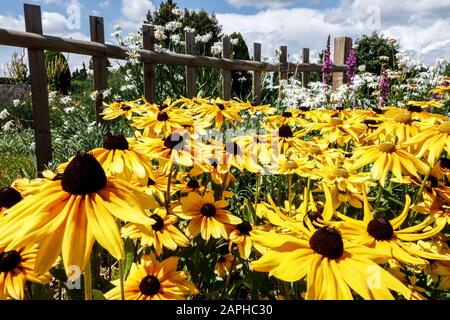 Rudbeckia, Susan dall'occhio nero in letto di fiori ai fiori gialli della recinzione del giardino Foto Stock