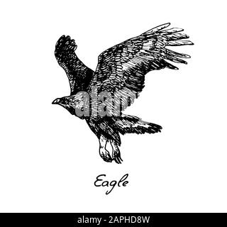 Vista laterale Eagle flying, con iscrizione, doodle disegnato a mano, schizzo in stile pop art, illustrazione Foto Stock