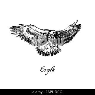 Vista laterale Eagle flying, con iscrizione, doodle disegnato a mano, schizzo in stile vintage, illustrazione Foto Stock