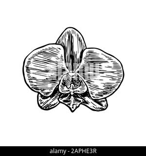 Phalaenopsis orchidea fiore, disegno a mano doodle gravure vintage stile, schizzo, illustrazione Foto Stock