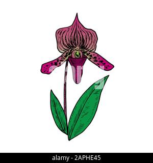 Fiore di orchidea al Paphiopedlio, fusto con foglie, disegno colorato disegnato a mano, disegno, illustrazione Foto Stock