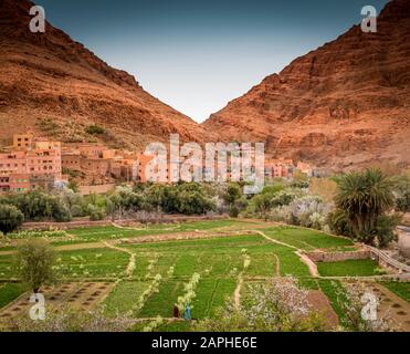 Oasi verde e le montagne dell'Atlante, Tinghir, Marocco Foto Stock