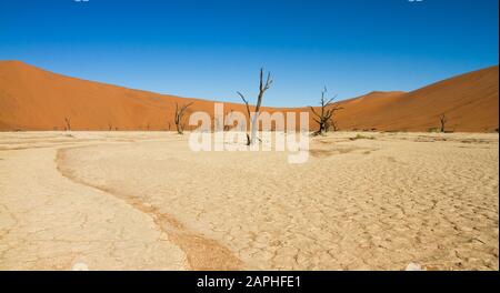 Alberi secchi senza foglie con corteccia nera su terreno sabbioso bianco essiccato di fronte ad una duna di sabbia arancione a Deadvlei, Sossusvlei, Namibia Foto Stock