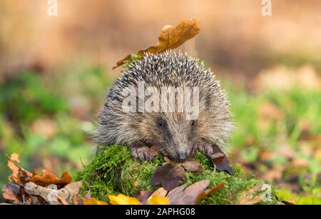 Hedgehog (nome scientifico: Erinaceus europaeus) selvatico, nativo, europeo hedgehog in habitat naturale boschivo, con muschio verde e foglie d'autunno. Foto Stock