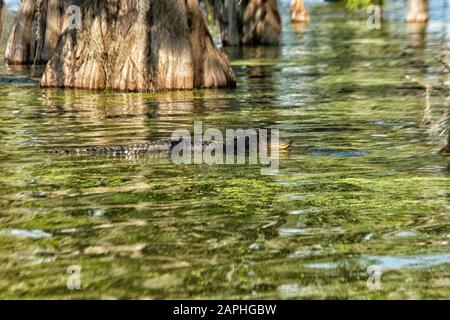 Un alligatore nel lago di Martin, Breaux Bridge, Louisiana, Stati Uniti d'America Foto Stock