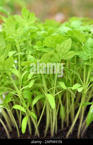 Pianta di pomodoro in vassoio di plastica piante di pomodoro verde giovane e succosa pronte per essere piantate in giardino Foto Stock