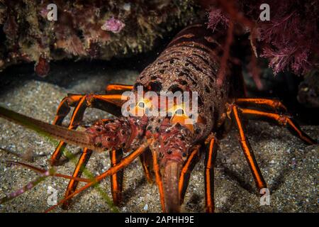 Aragosta spinosa californiana nascosta in una barriera corallina al largo di la Jolla, California Foto Stock