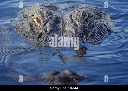 Un primo piano di un alligatore americano nelle Everglades della Florida. L'alligatore è il predatore dell'apice delle Everglades. Foto Stock