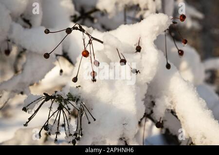 Bacche rosse nella neve Foto Stock