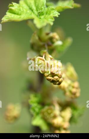 Fiori di ribes rosso, ribes rubrum, fuoco selettivo Foto Stock